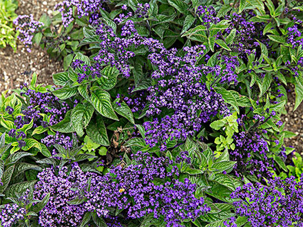 中欧登录入口种植基地六