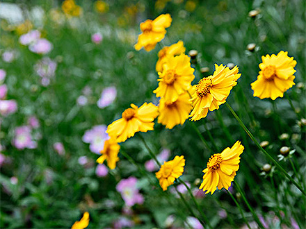 中欧登录入口种植基地三